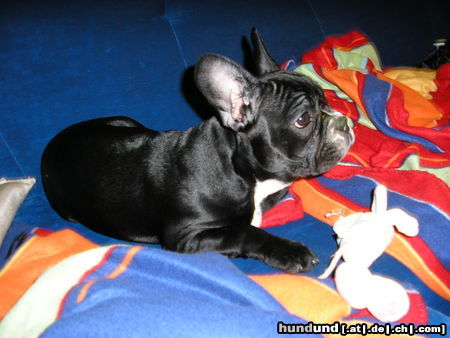 Französische Bulldogge