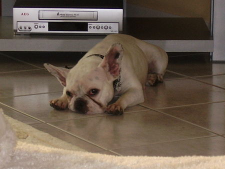 Französische Bulldogge Conner und Luna