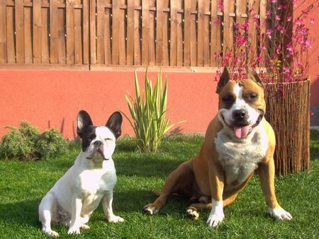 Französische Bulldogge Hunde Foto 35129 in höherer Auflösung ansehen Französische Bulldogge Bonni & Mexx