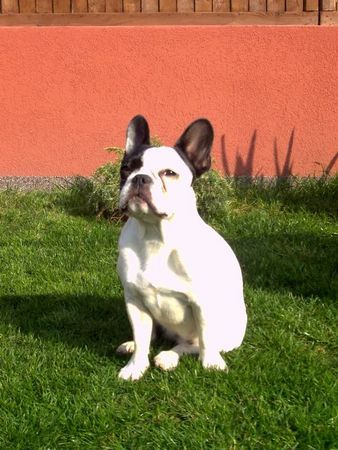 Französische Bulldogge Hunde Foto 35128 in höherer Auflösung ansehen Französische Bulldogge Bonni