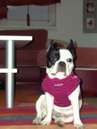 Französische Bulldogge Hunde Foto 35902 in höherer Auflösung ansehen Französische Bulldogge Boncuk