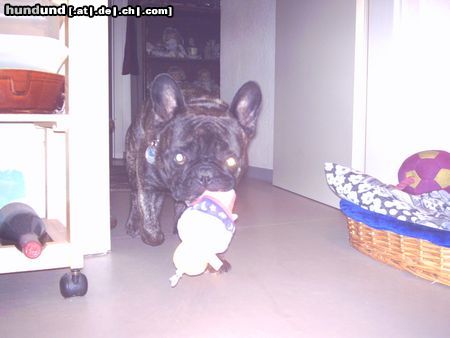 Französische Bulldogge Hunde Foto 15548 in höherer Auflösung ansehen Französische Bulldogge achtunnnggg ich kommeee
