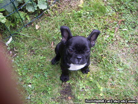 Französische Bulldogge Hunde Foto 26148 in höherer Auflösung ansehen Französische Bulldogge Emily aus Schenefeld