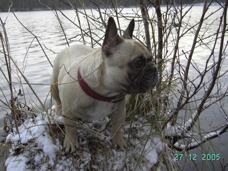 Französische Bulldogge Hunde Foto 29209 in höherer Auflösung ansehen Französische Bulldogge Tel : 02166-124805