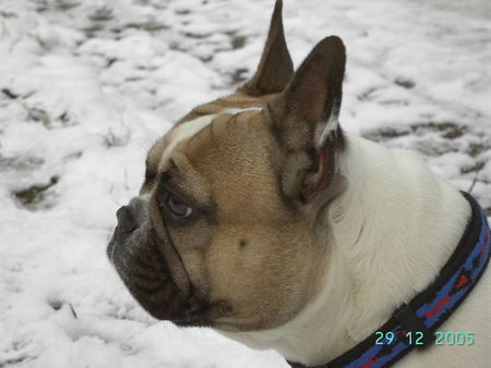 Französische Bulldogge Tel : 02166-124805