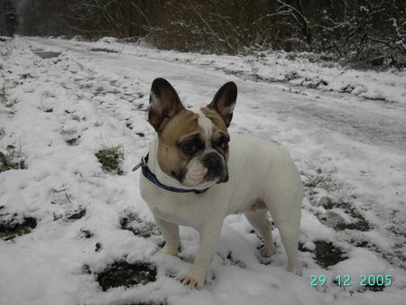 Französische Bulldogge Hunde Foto 29205 in höherer Auflösung ansehen Französische Bulldogge Welpen im März