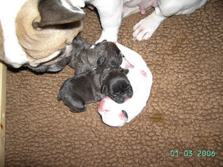 Französische Bulldogge Hunde Foto 29774 in höherer Auflösung ansehen Französische Bulldogge ALINA und ihre Kinder