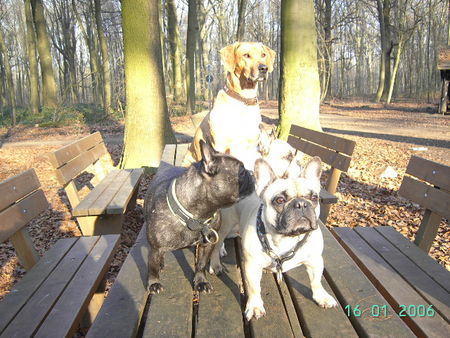 Französische Bulldogge Tel : 02166-124805