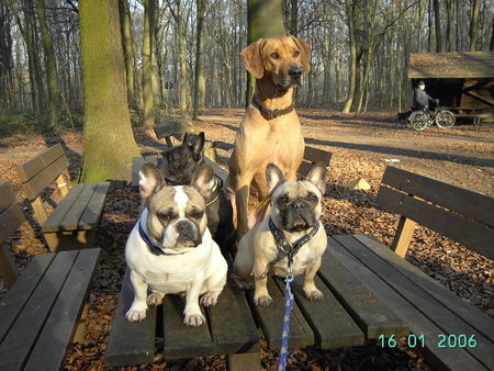 Französische Bulldogge Tel : 02166-124805