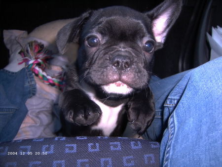 Französische Bulldogge Hunde Foto 28394 in höherer Auflösung ansehen Französische Bulldogge Bosko
