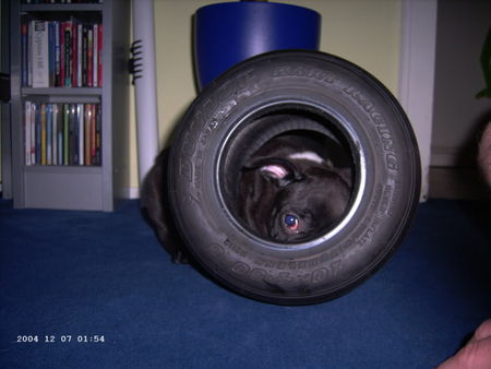 Französische Bulldogge Bosko