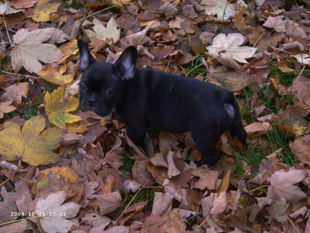 Französische Bulldogge Bosko