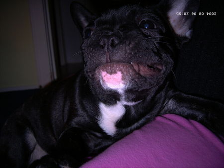 Französische Bulldogge Hunde Foto 28397 in höherer Auflösung ansehen Französische Bulldogge Bosko