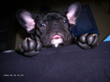 Französische Bulldogge Hunde Foto 28398 in höherer Auflösung ansehen Französische Bulldogge Bosko