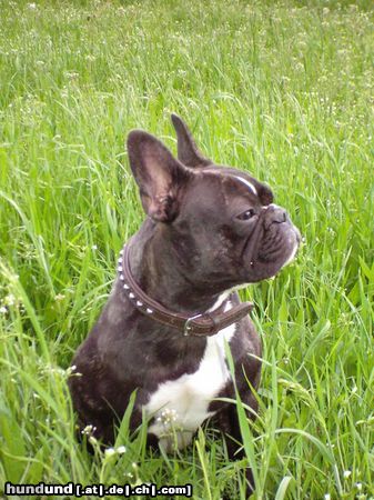 Französische Bulldogge Hunde Foto 21760 in höherer Auflösung ansehen Französische Bulldogge Pepi