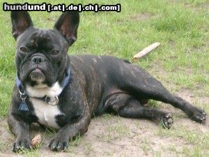 Französische Bulldogge Hunde Foto 4094 Französische Bulldogge Unser Paul