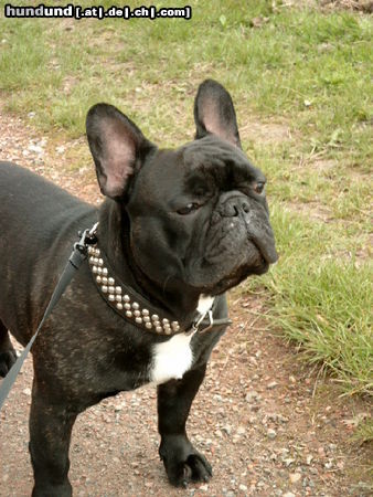 Französische Bulldogge