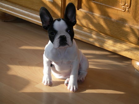 Französische Bulldogge Hunde Foto 40903 Französische Bulldogge Paula genießt die Sonne
