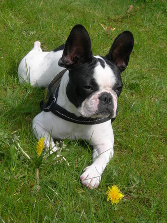Französische Bulldogge Hunde Foto 41865 Französische Bulldogge paula in reken