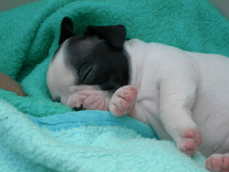 Französische Bulldogge Hunde Foto 40952 Französische Bulldogge Paula noch ganz klein