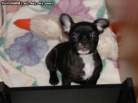 Französische Bulldogge Hunde Foto 8134 Französische Bulldogge Ich bin Charleen und 3,5 Monate alt und halte hier gerade Frauchen vom Arbeiten ab!