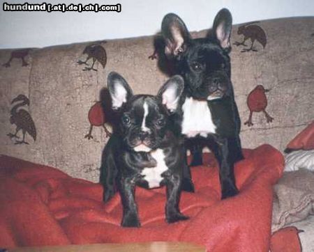Französische Bulldogge Pepi & Lucy von der Faultierranch!