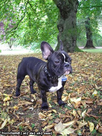 Französische Bulldogge Hunde Foto 15721 Französische Bulldogge Durchs Laub rascheln macht Spaß!