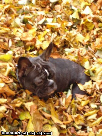 Französische Bulldogge Hunde Foto 15940 Französische Bulldogge Pepi im Laubhaufen