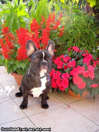 Französische Bulldogge Pepi von der Faultierranch!