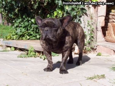 Französische Bulldogge Dies ist meine Franz. Bulldogge 