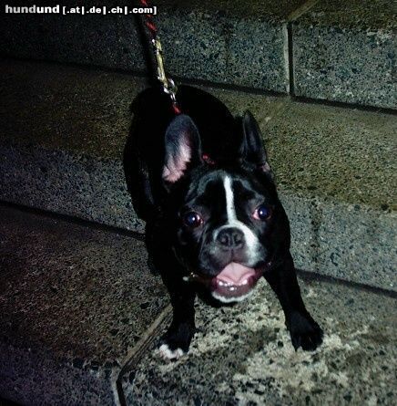 Französische Bulldogge Hunde Foto 11200 Französische Bulldogge Das ist Elly die Schwester von Nelly und Kelly