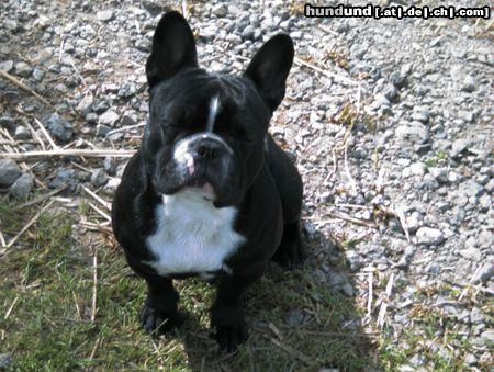 Französische Bulldogge Hunde Foto 6818 Französische Bulldogge Feldmann v. Karakom
