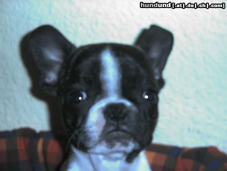 Französische Bulldogge Hunde Foto 6848 Französische Bulldogge Lieschen v. Karakom