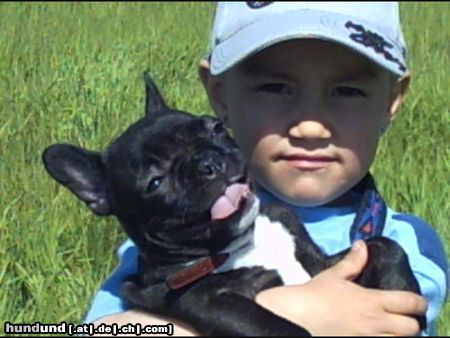 Französische Bulldogge abzugeben in gute Hände er bleibt so groß