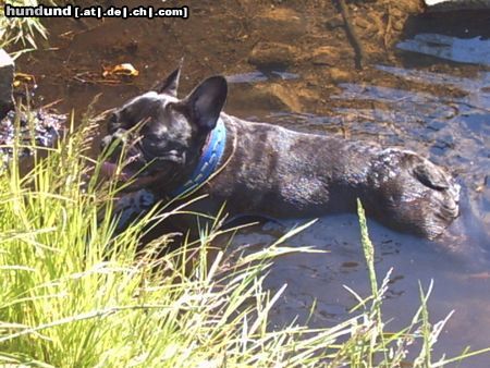 Französische Bulldogge alle 4 Pfoten von sich