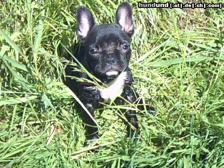 Französische Bulldogge abzugeben in gute Hände er bleibt so groß