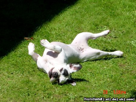 Französische Bulldogge Hunde Foto 15845 Französische Bulldogge Das ist unsere Betsie. Wie man sieht ein kleines frohes