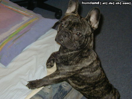 Französische Bulldogge Hunde Foto 26638 Französische Bulldogge Süß und Stur