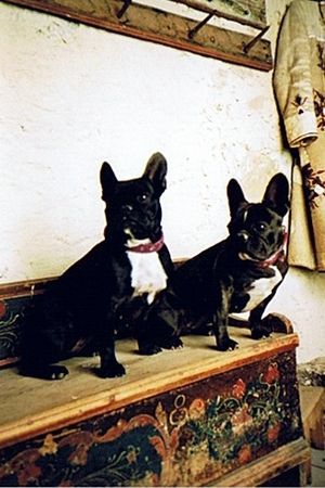 Französische Bulldogge Hunde Foto 41508 Französische Bulldogge Lucy & Bimbim in der Wehrkirche zu Viscri - Rumänien.