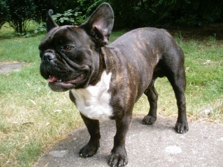 Französische Bulldogge Hunde Foto 42903 in höherer Auflösung ansehen Französische Bulldogge Lord Vader