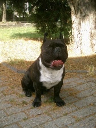 Französische Bulldogge Hunde Foto 42909 in höherer Auflösung ansehen Französische Bulldogge Lord Vader