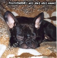 Französische Bulldogge Hunde Foto 6156 Französische Bulldogge Die kleine Buffy schläft seelig!