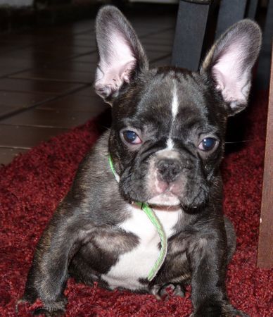 Französische Bulldogge Hunde Foto 43257 Französische Bulldogge Mein kleiner Spencer