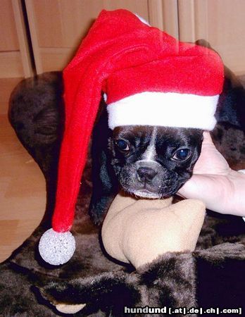 Französische Bulldogge Hunde Foto 16499 Französische Bulldogge Es weihnachtet schon: Hier ist mal ein Foto von meinem