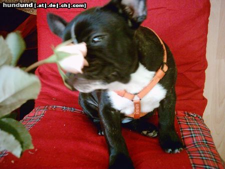 Französische Bulldogge Sugar schnuppert an einer Rose (sie liebt Blumen!!!)