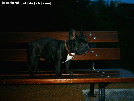 Französische Bulldogge Hunde Foto 6203 Französische Bulldogge Sunny