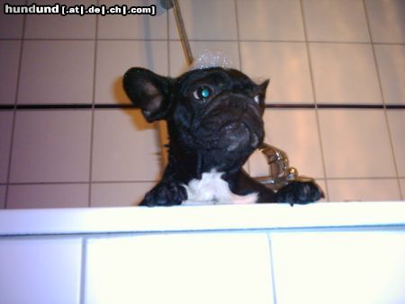 Französische Bulldogge Hunde Foto 6204 Französische Bulldogge Sunny beim baden