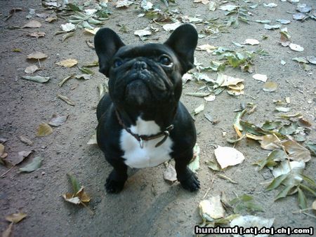 Französische Bulldogge Sunny