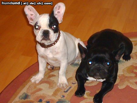 Französische Bulldogge Hunde Foto 6603 Französische Bulldogge Jeanny & Sunny