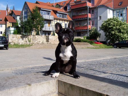 Französische Bulldogge Hunde Foto 32230 in höherer Auflösung ansehen Französische Bulldogge Susi 09.11.05